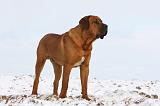 TOSA INU 283